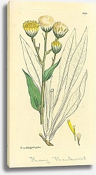 Постер Sowerby Ботаника №21 1