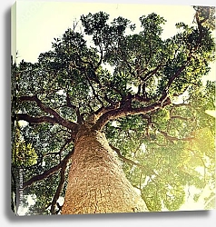 Постер Ветви дерева