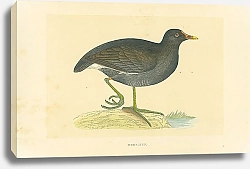 Постер Moor-Hen 1