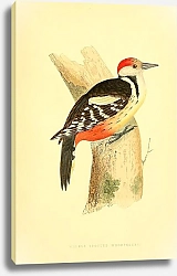 Постер Middle Spotted Woodpecker