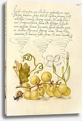 Постер Хофнагель Йорис Wine Grape, Gillyflower, and Land Snail