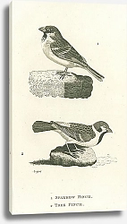 Постер Sparrow Finch, Tree Finch 1