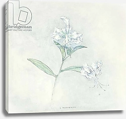 Постер Мондриан Пит Two Japanese Lilys; Deux Lilies Japonaises, 1925-1924