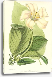 Постер Gardenia Devoniana