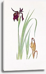 Постер Iris chrysographes