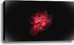 Постер Красный цветок с каплями росы