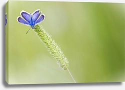 Постер Маленькая голубая бабочка на колоске 
