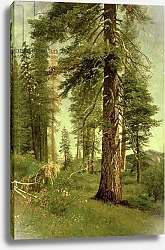 Постер Бирштад Альберт California Redwoods