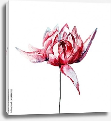 Постер Красный цветок хризантемы на белом фоне