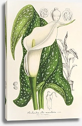 Постер Лемер Шарль Richardia albo-maculata