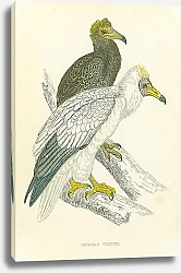 Постер Egyptian Vulture 2