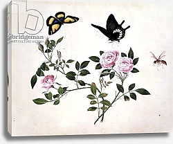 Постер Школа: Китайская 18в. PD.273-1973 Roses in Bud and Bloom with Butterflies and Insects