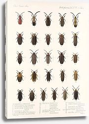 Постер Годман Фредерик Insecta Coleoptera Pl 086