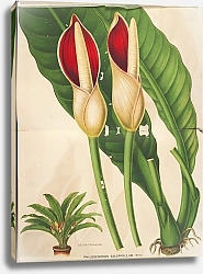 Постер Лемер Шарль Philodendron calophyllum