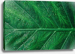 Постер Зеленый сочный лист в каплях воды