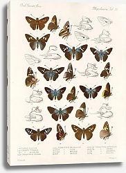Постер Годман Фредерик Insecta Lepidoptera-Rhopalocera Pl 106