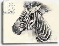 Постер Кидд Одиль (совр) Baby Zebra, 2000