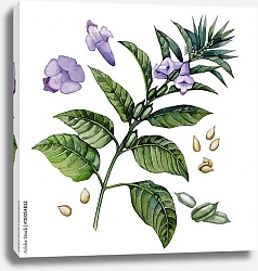 Постер Акварельные цветы кунжута