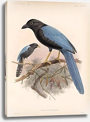 Постер Птицы J. G. Keulemans №37