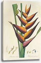 Постер Heliconia Humilis Jacq 2