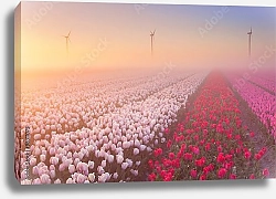 Постер Голландия. Туман и рассвет над полем с тюльпанами