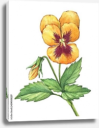 Постер Желтый цветок анютиных глазок