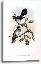 Постер White-breasted Fantail Flycatcher - Rhipidura leucothorax