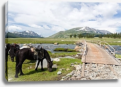 Постер Пасущиеся лошади в монгольской степи