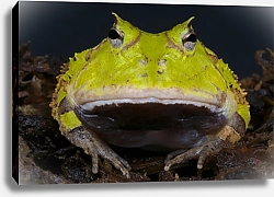 Постер Амазонская рогатая лягушка 