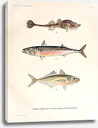 Постер Agonus cataphractus, Scomber scombrus, Caranx trachurus