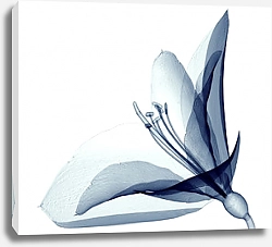 Постер Рентгеновское изображение цветка лилии на белом