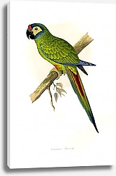 Постер Illiger's Macaw