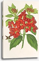 Постер Лемер Шарль Aucuba japonica Thunb. en fruits