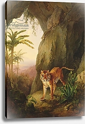 Постер Агассе Жак Tiger in a cave, c.1814