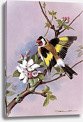 Постер British Birds - Goldfinch