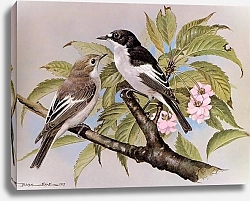 Постер British Birds - Piedfliycatcher
