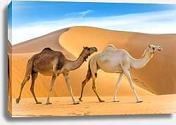 Постер Верблюды идущие по пустыне, ОАЭ