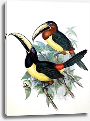 Постер Humboldt's Aracari 2