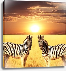 Постер Две зебры в саванне