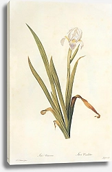 Постер Iris lutescens Lam