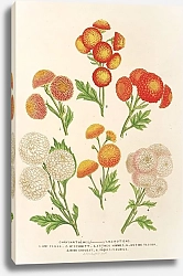 Постер Лемер Шарль Chrysanthèmes Lilluputiens