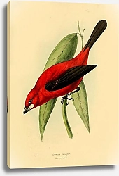 Постер Crimson Tanager