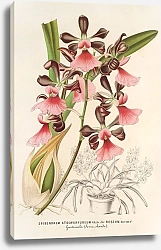 Постер Лемер Шарль Epidendrum atropurpureum, var. roseum