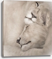 Постер Спящие львы