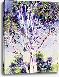 Постер Тиндалл Роберт (совр) Gum Tree, Australia