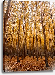 Постер Осенний березовый лес 1