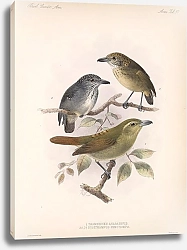 Постер Птицы J. G. Keulemans №52