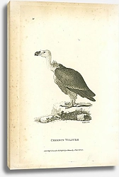 Постер Chesnut Vulture 1