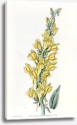 Постер Эдвардс Сиденем Dalmatian Toad-flax