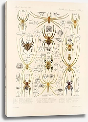 Постер Годман Фредерик Arachnida Araneidea Pl 31